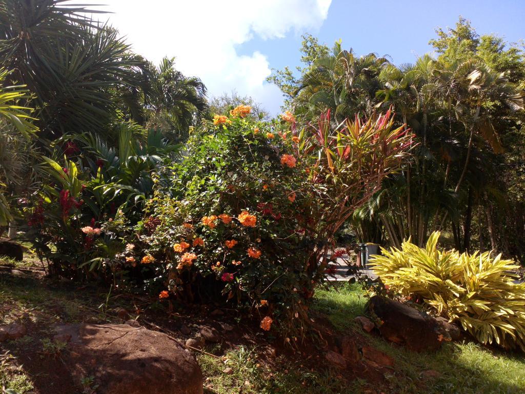 Oasis De Grande Anse Villa Deshaies Kültér fotó