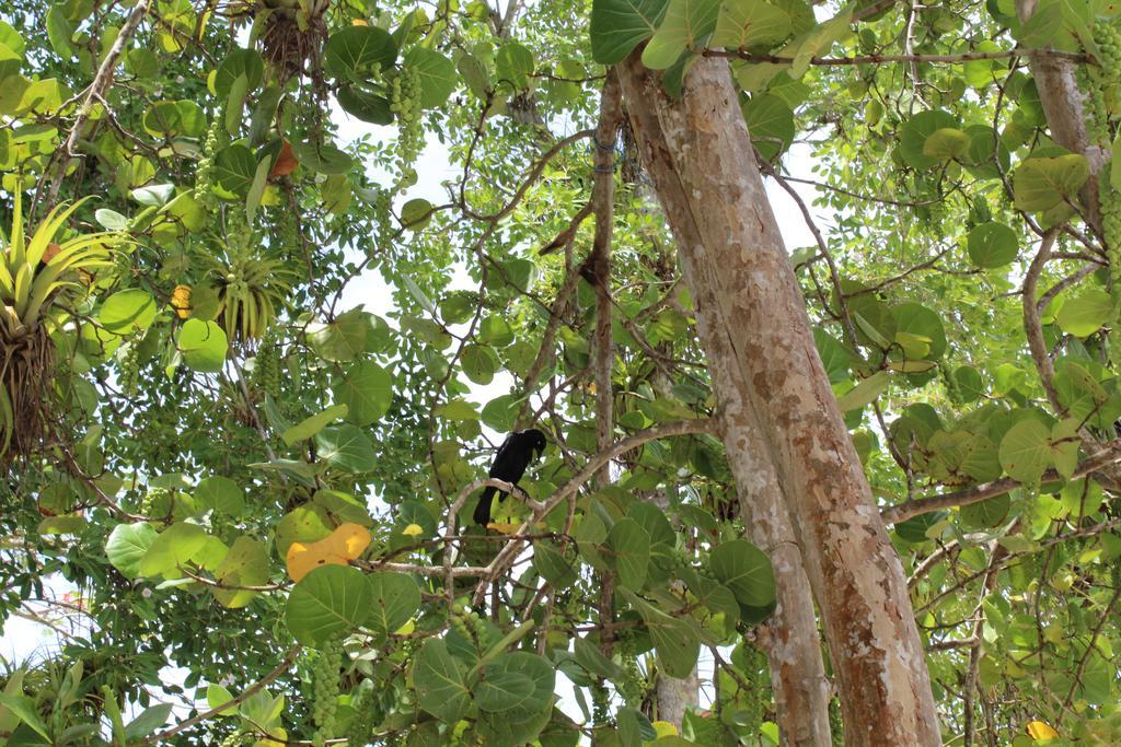 Oasis De Grande Anse Villa Deshaies Kültér fotó